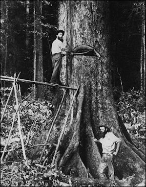 20120531-felling_a_tree_on_the_Atherton_Tableland australai_1890-1900.jpg